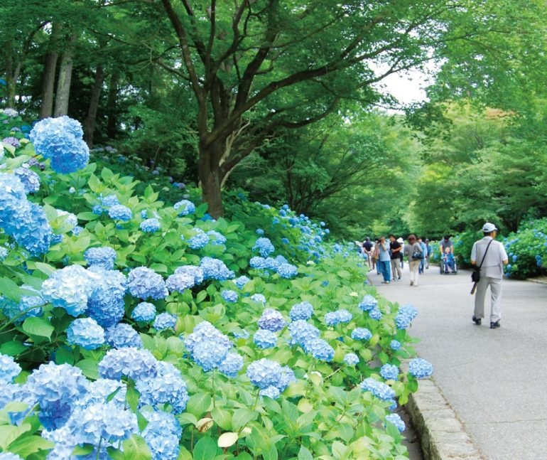 🌳 고베 시립 삼림식물원 (고베 시리츠 신린 쇼쿠부츠엔) 이미지 1